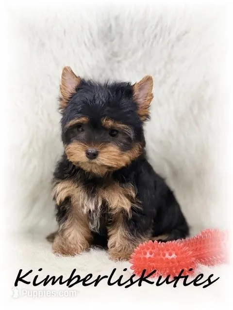 Gunner – Yorkshire Terrier puppy for sale in Lipan, TX