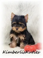 Gunner, a male Yorkshire Terrier for sale in Lipan, TX – Photo 2 of 2