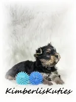 Toby, a male Yorkshire Terrier for sale in Lipan, TX – 4 of 5
