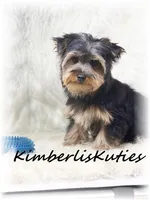 Blaze, a male Yorkshire Terrier for sale in Lipan, TX – Photo 2 of 3