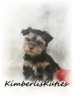 Blaze, a male Yorkshire Terrier for sale in Lipan, TX – Photo 2 of 2