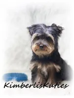 Blaze, a male Yorkshire Terrier for sale in Lipan, TX – Photo 3 of 3