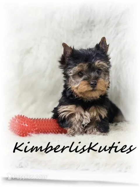 Blaze – Yorkshire Terrier puppy for sale in Lipan, TX