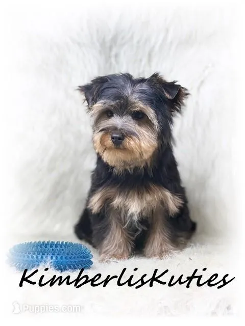 Blaze – Yorkshire Terrier puppy for sale in Lipan, TX