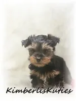 Blaze, a male Yorkshire Terrier for sale in Lipan, TX – Photo 1 of 2
