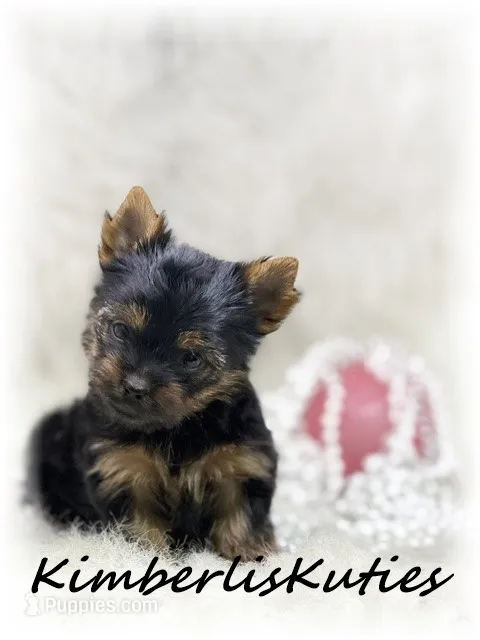 Kinley – Yorkshire Terrier puppy for sale in Lipan, TX