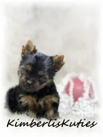 Kinley, a female Yorkshire Terrier for sale in Lipan, TX – 1 of 2
