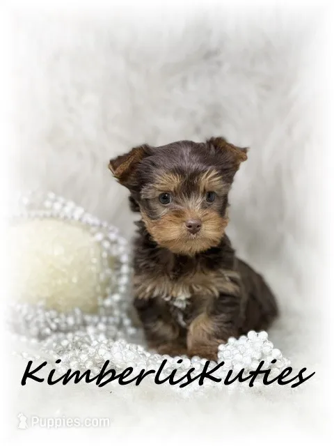 Tipsy – Yorkshire Terrier puppy for sale in Lipan, TX