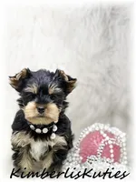 Sage, a female Yorkshire Terrier for sale in Lipan, TX – 2 of 3