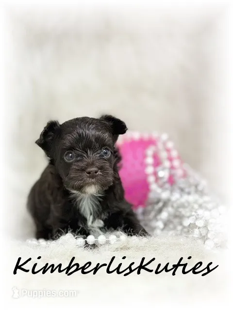 Little Mesa, a female Yorkipoo for sale in Lipan, TX – 1 of 1