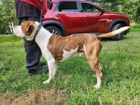 Luna, a female American Pit Bull Terrier and Alapaha Blue Blood Bulldog for sale in East Stroudsburg, PA – Photo 8 of 8