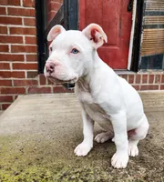 Luna, a female American Pit Bull Terrier and Alapaha Blue Blood Bulldog for sale in East Stroudsburg, PA – Photo 5 of 8