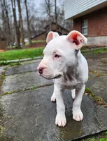 Luna, a female American Pit Bull Terrier and Alapaha Blue Blood Bulldog for sale in East Stroudsburg, PA – Photo 3 of 8
