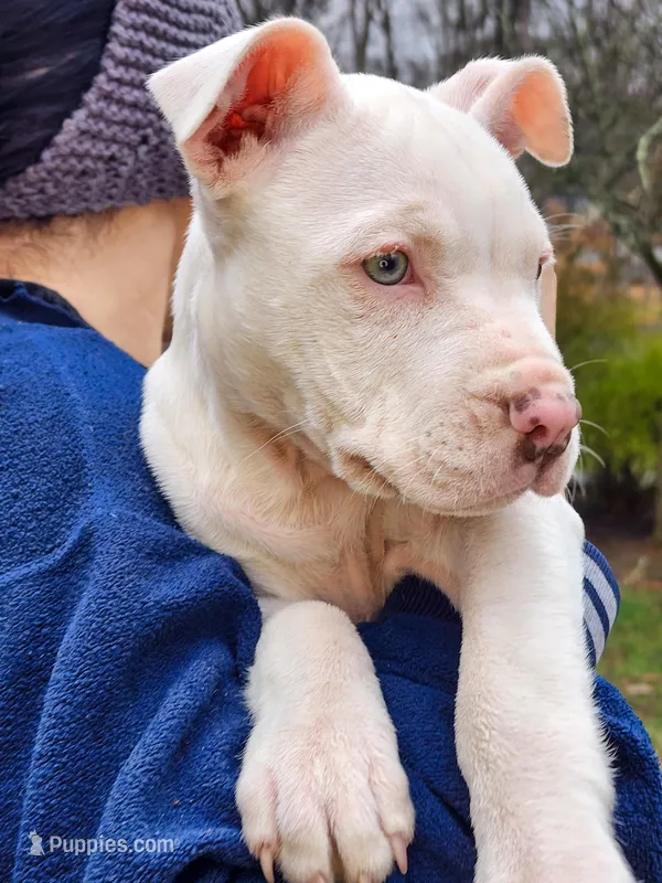 Luna – American Pit Bull Terrier, Alapaha Blue Blood Bulldog puppy for sale in East Stroudsburg, PA