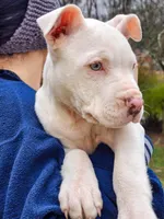 Luna, a female American Pit Bull Terrier and Alapaha Blue Blood Bulldog for sale in East Stroudsburg, PA – Photo 1 of 8