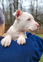 Luna, a female American Pit Bull Terrier and Alapaha Blue Blood Bulldog for sale in East Stroudsburg, PA – Photo 2 of 8