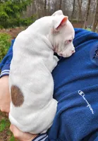 Luna, a female American Pit Bull Terrier and Alapaha Blue Blood Bulldog for sale in East Stroudsburg, PA – Photo 4 of 8