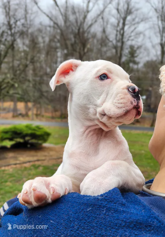 Snow Whte – American Pit Bull Terrier, Alapaha Blue Blood Bulldog puppy for sale in East Stroudsburg, PA