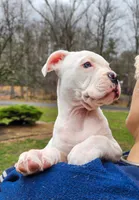 Snow Whte, a female American Pit Bull Terrier and Alapaha Blue Blood Bulldog for sale in East Stroudsburg, PA – Photo 1 of 8