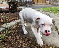 Snow Whte, a female American Pit Bull Terrier and Alapaha Blue Blood Bulldog for sale in East Stroudsburg, PA – Photo 3 of 8