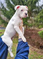 Snow Whte, a female American Pit Bull Terrier and Alapaha Blue Blood Bulldog for sale in East Stroudsburg, PA – Photo 2 of 8