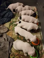 Snow Whte, a female American Pit Bull Terrier and Alapaha Blue Blood Bulldog for sale in East Stroudsburg, PA – Photo 7 of 8