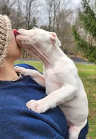 Snow Whte, a female American Pit Bull Terrier and Alapaha Blue Blood Bulldog for sale in East Stroudsburg, PA – Photo 4 of 8