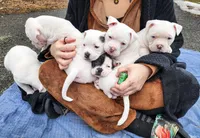 Snow Whte, a female American Pit Bull Terrier and Alapaha Blue Blood Bulldog for sale in East Stroudsburg, PA – Photo 5 of 8