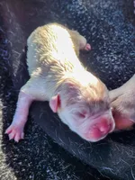 Snow Whte, a female American Pit Bull Terrier and Alapaha Blue Blood Bulldog for sale in East Stroudsburg, PA – Photo 8 of 8
