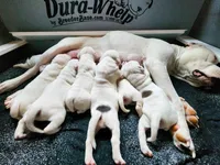 Snow Whte, a female American Pit Bull Terrier and Alapaha Blue Blood Bulldog for sale in East Stroudsburg, PA – Photo 6 of 8