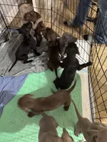 Sable, a male Great Dane for sale in Cleveland, TN – Photo 6 of 6