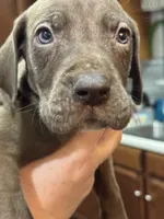 Sable, a male Great Dane for sale in Cleveland, TN – Photo 2 of 6