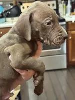 Sable, a male Great Dane for sale in Cleveland, TN – Photo 3 of 6