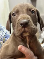 Sable, a male Great Dane for sale in Cleveland, TN – Photo 1 of 6