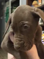 Beau, a male Great Dane for sale in Cleveland, TN – Photo 2 of 9