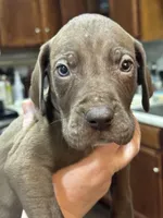 Beau, a male Great Dane for sale in Cleveland, TN – Photo 4 of 9