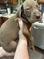 Beau, a male Great Dane for sale in Cleveland, TN – Photo 6 of 9