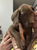 Beau, a male Great Dane for sale in Cleveland, TN – Photo 3 of 9