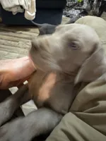 Hutch, a male Great Dane for sale in Cleveland, TN – Photo 8 of 9