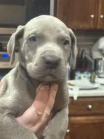 Hutch, a male Great Dane for sale in Cleveland, TN – Photo 3 of 9