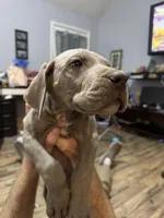 Hutch, a male Great Dane for sale in Cleveland, TN – Photo 9 of 9