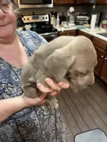 Hutch, a male Great Dane for sale in Cleveland, TN – Photo 5 of 9