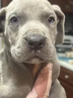 Hutch, a male Great Dane for sale in Cleveland, TN – Photo 2 of 9