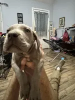 Hutch, a male Great Dane for sale in Cleveland, TN – Photo 6 of 9