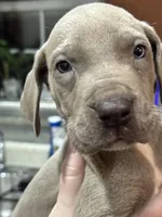 Hutch, a male Great Dane for sale in Cleveland, TN – Photo 4 of 9