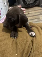 Penny, a female Great Dane for sale in Cleveland, TN – Photo 7 of 7