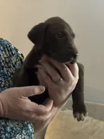 Penny, a female Great Dane for sale in Cleveland, TN – Photo 4 of 7