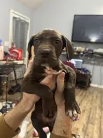 Penny, a female Great Dane for sale in Cleveland, TN – Photo 1 of 7