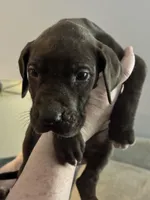 Penny, a female Great Dane for sale in Cleveland, TN – Photo 3 of 7