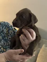 Penny, a female Great Dane for sale in Cleveland, TN – Photo 5 of 7